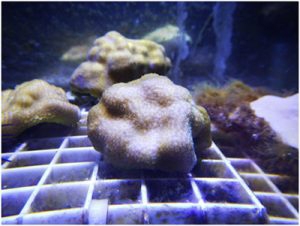 Porites astreoides in the Marine Resource Center at the MBL