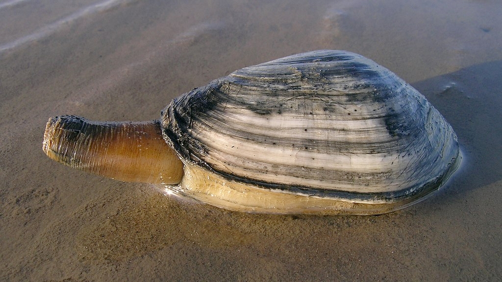 MBL March Madness: MBL Classics Division | Marine Biological Laboratory