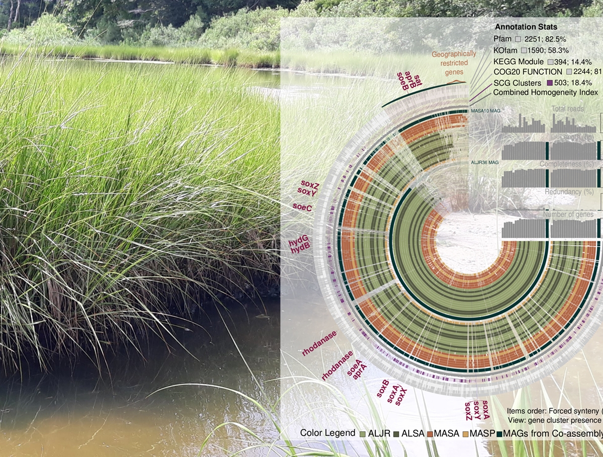 Sulfur cycling bacteria and smooth cordon grass form a symbiotic relationship that is essential for the salt marsh health.