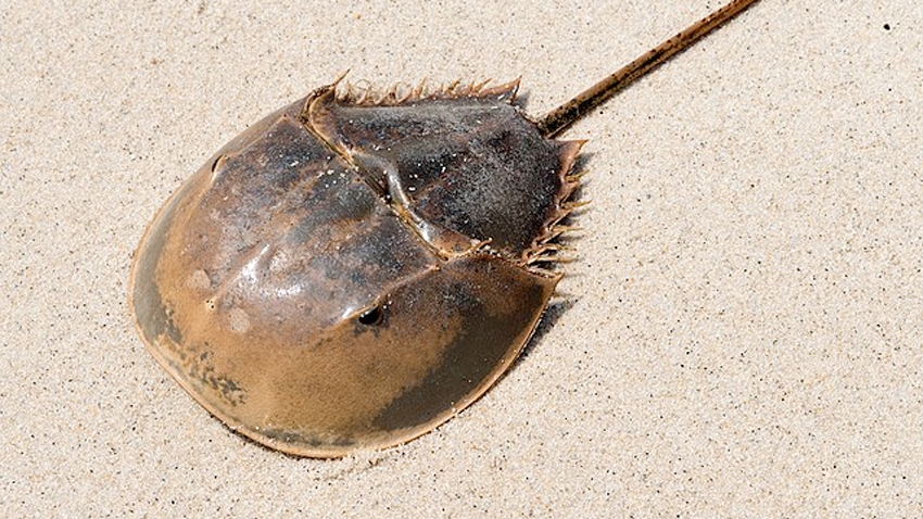 horseshoe crab on sand