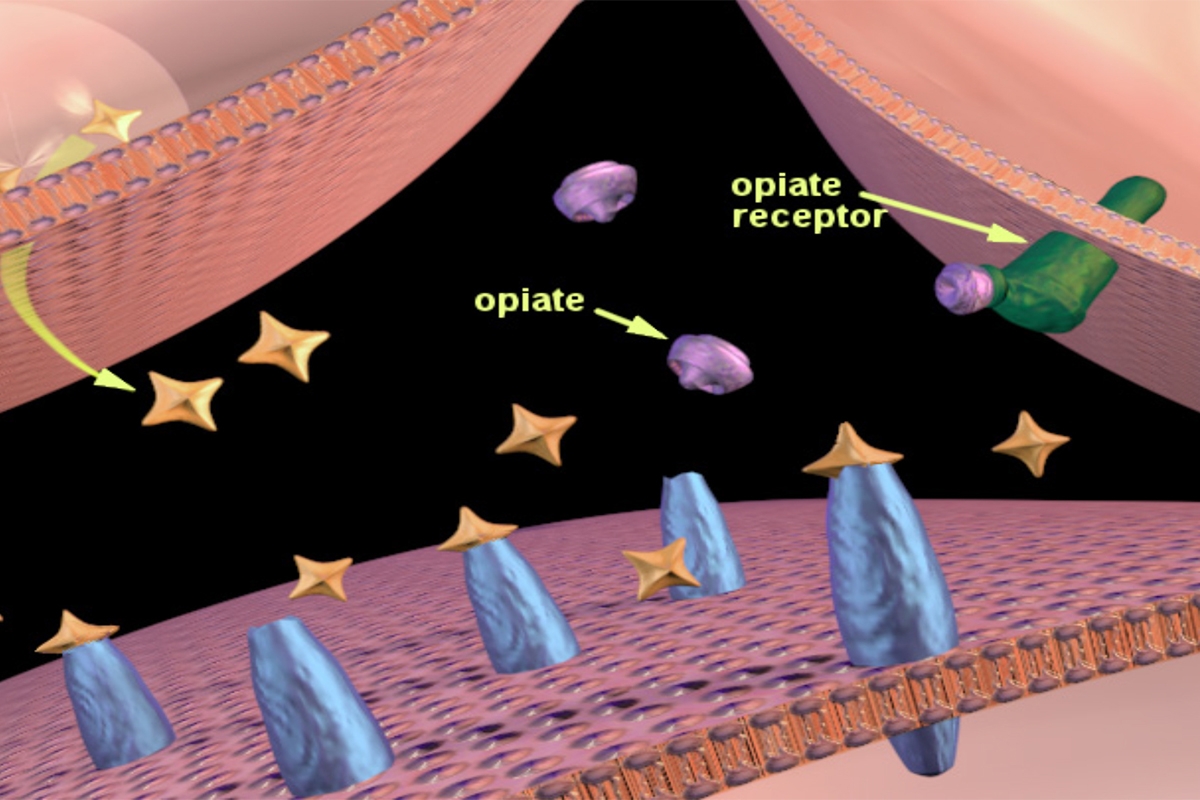 opiate receptors