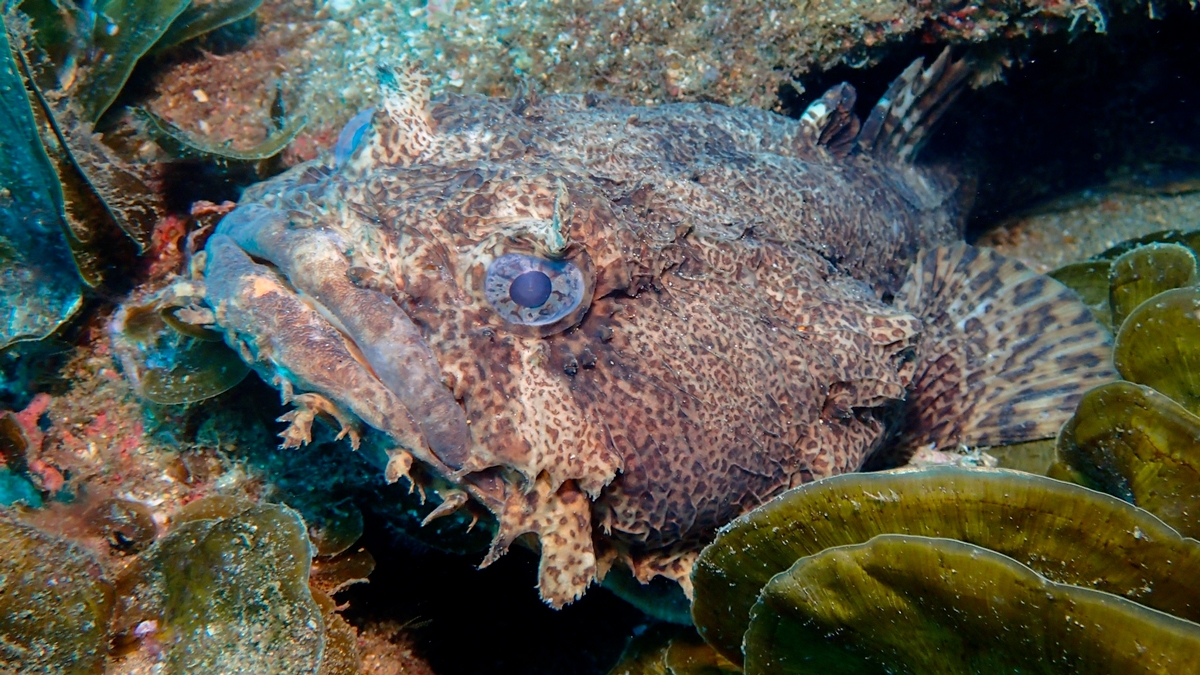 Oyster Toadfish on a reef 