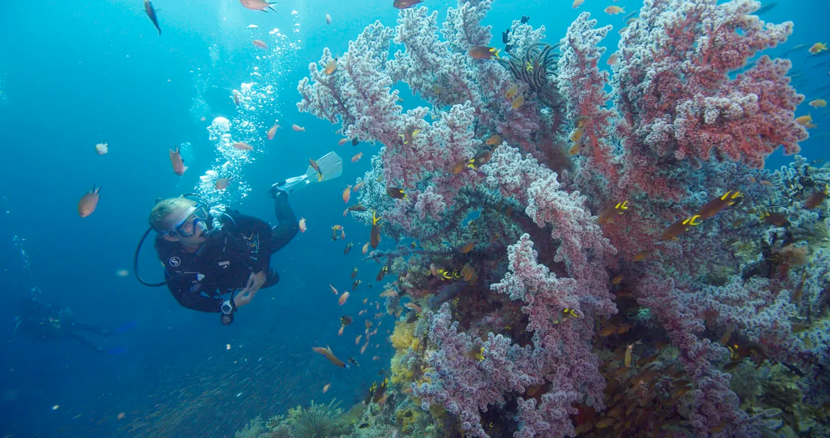 Mattison diving in a healthy, teeming coral reef ecosystem. Credit: Ben Hamilton/Oceanic Society