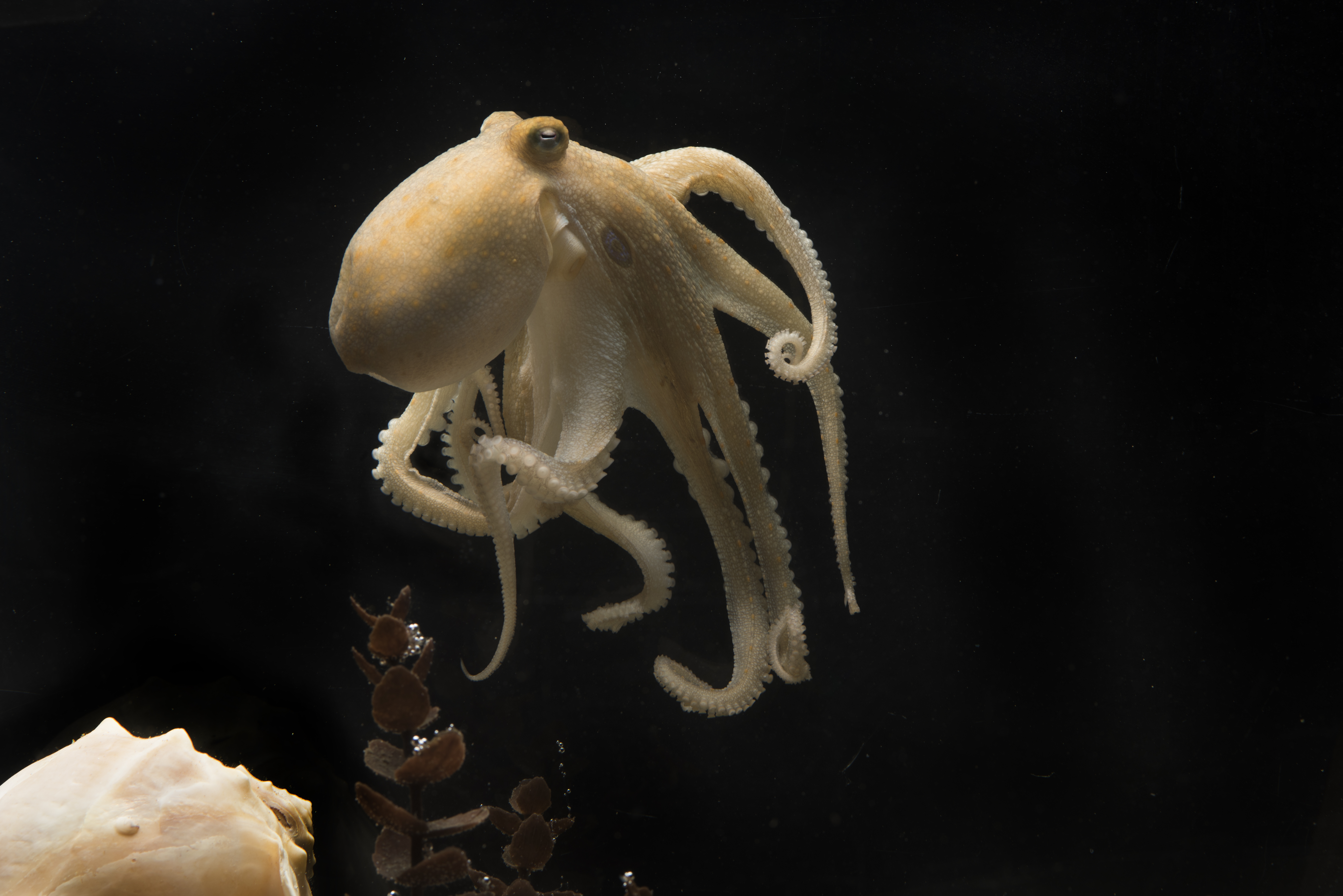 The California two-spot octopus, Octopus bimaculoides, was the first octopus genome to be sequenced (in 2015). Credit: Tom Kleindinst