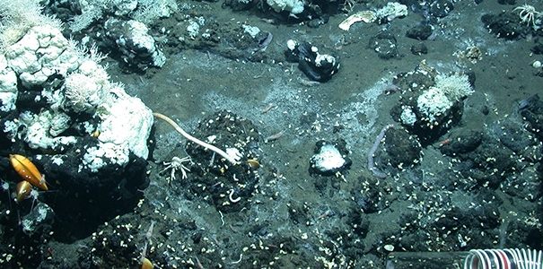 Hydrocarbon seep in the southern Gulf of Mexico emitting a viscous petroleum, much like asphalt. Hydrocarbons serve as an energy source for microbes and in turn, microbial biomass is a food source for a diverse community of organisms including tube worms, mussels, crabs and shrimp. Credit: Center for Marine Environmental Sciences (MARUM), University of Bremen