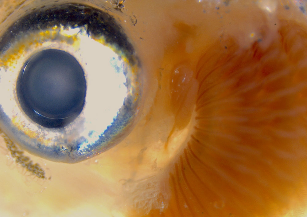 Zebrafish showing L-R eye, pseudobranch, and gills. Credit Peter Fabian Crump Lab