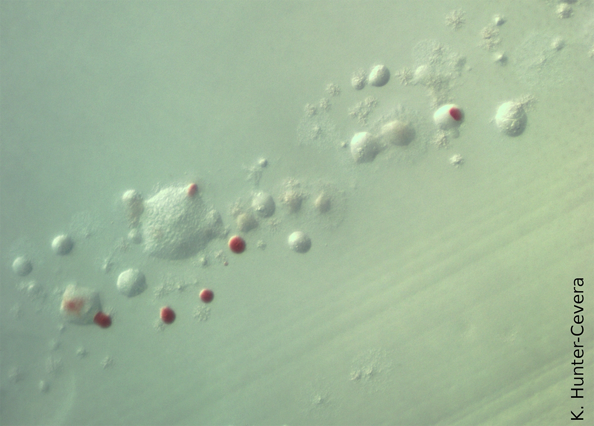 A colony of the marine cyanobacterium Synechococcus. Credit: Kristen Hunter-Cevera