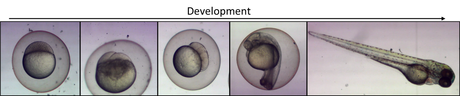 Live zebrafish embryos in a developmental time course
