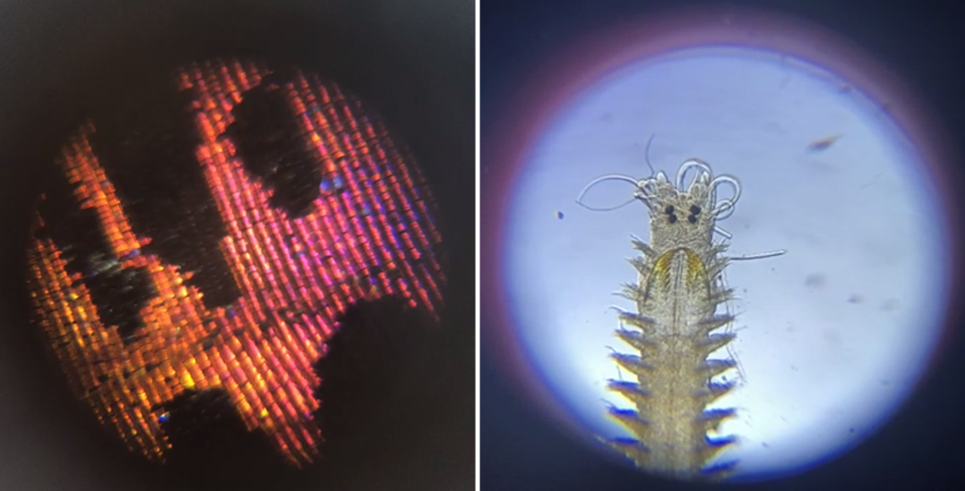Examples of images taken using the microscopes