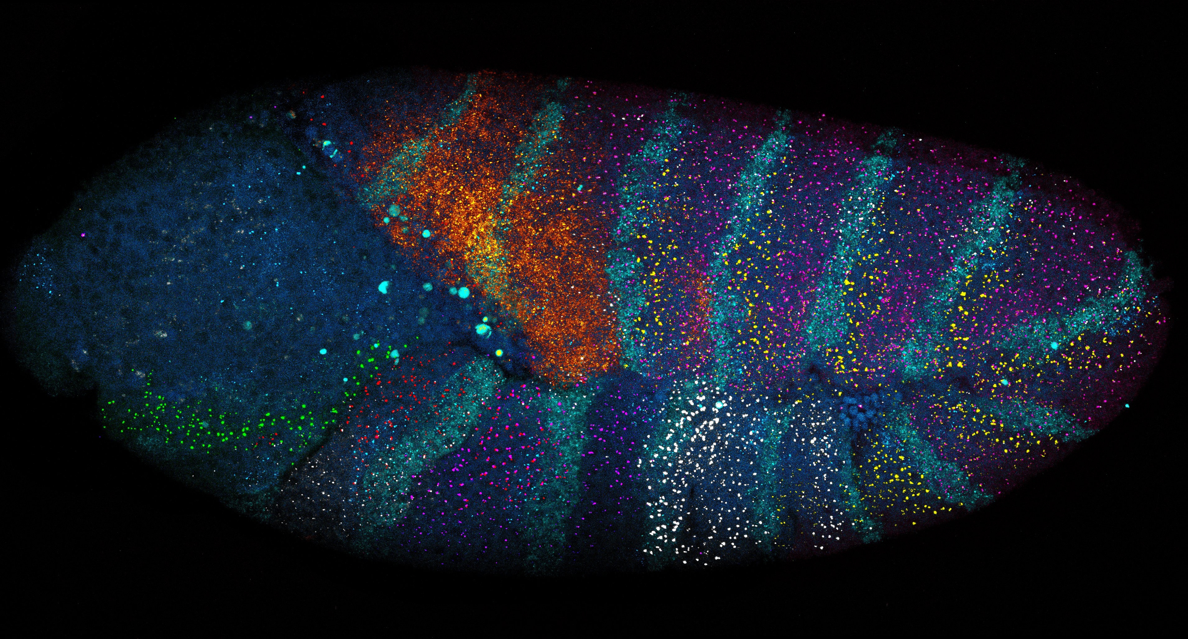 smiFISH drosophila embryo taken on the Leica stellaris microscope. Credit: Sarah Hadyniak, Johns Hopkins University