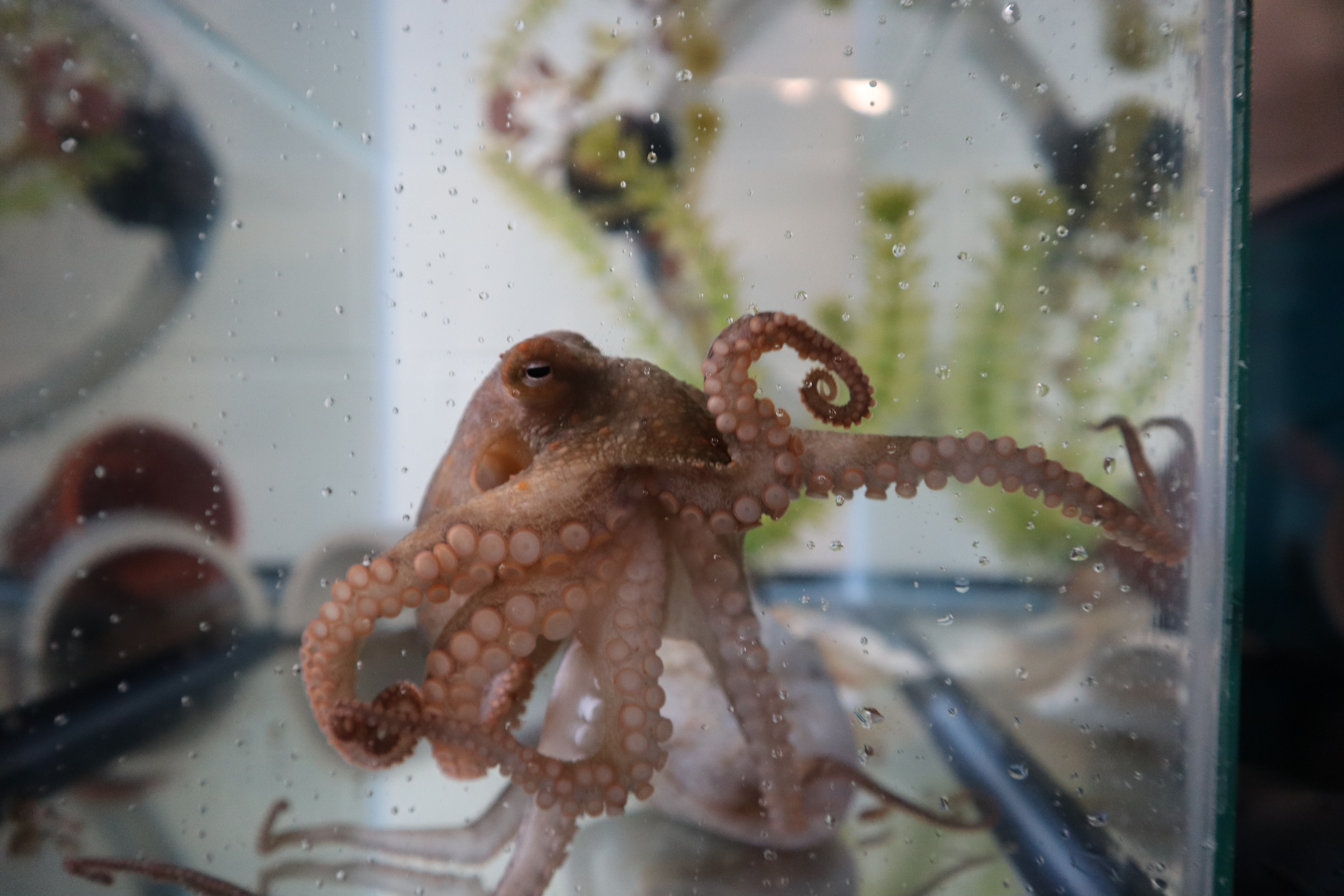 California two-spot octopus (O. bimaculoides) at the Marine Resources Center. Photo by Nora Bradford.
