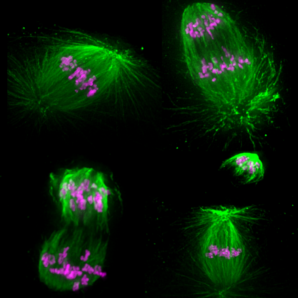 Chromosome movements during sea star female meiosis. Green: microtubules, Magenta: DNA.