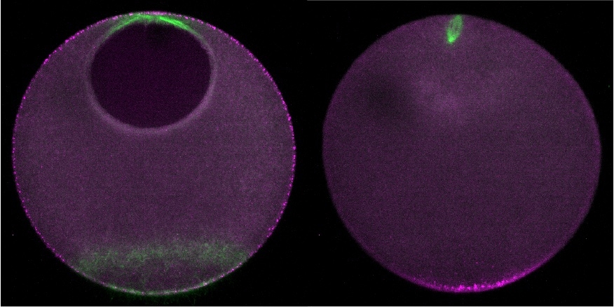 Polarization of the sea star oocyte during meiosis. Green: Microtubules, Magenta: Dishevelled-GFP.