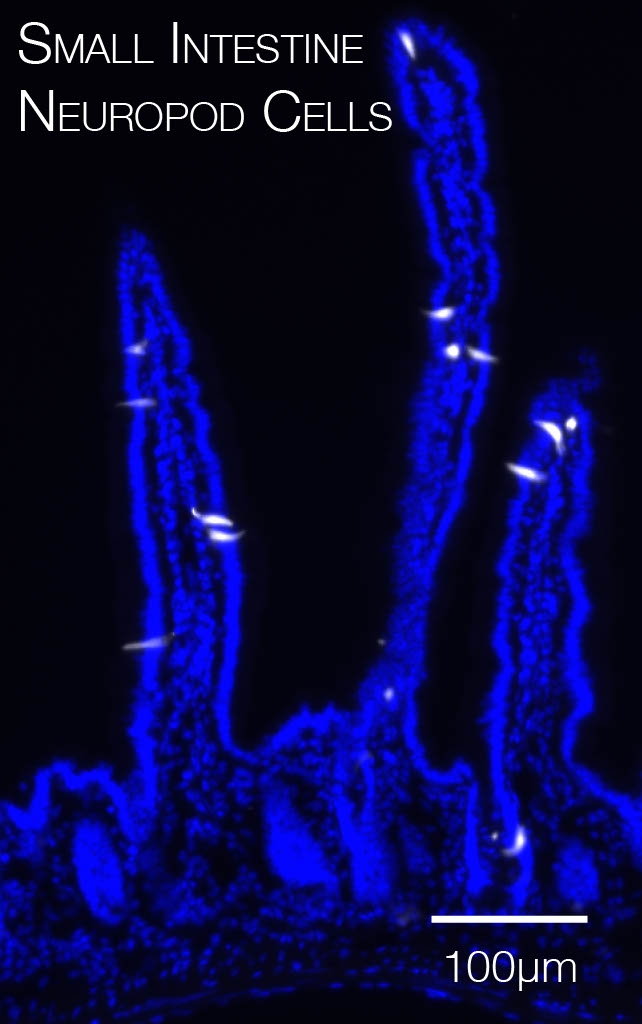 A section of the small intestine. In white are neuropod cells labeled with a NeuroD1 promotor that drives fluorescence, in blue is DAPI (nuclear stain). The top is the lumen side, the bottom the muscle side. Credit: Maya Kaelberer.