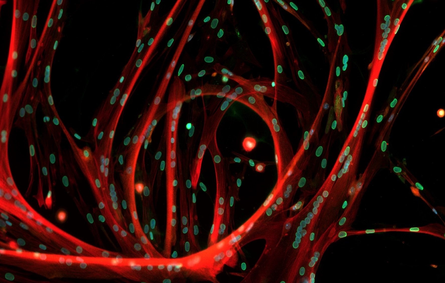 Multinucleated skeletal muscle cells form connections with multiple muscle precursor cells. Nuclei are in green and cell is in red. Credit: Helena Pinheiro (@helenaapinheiro)