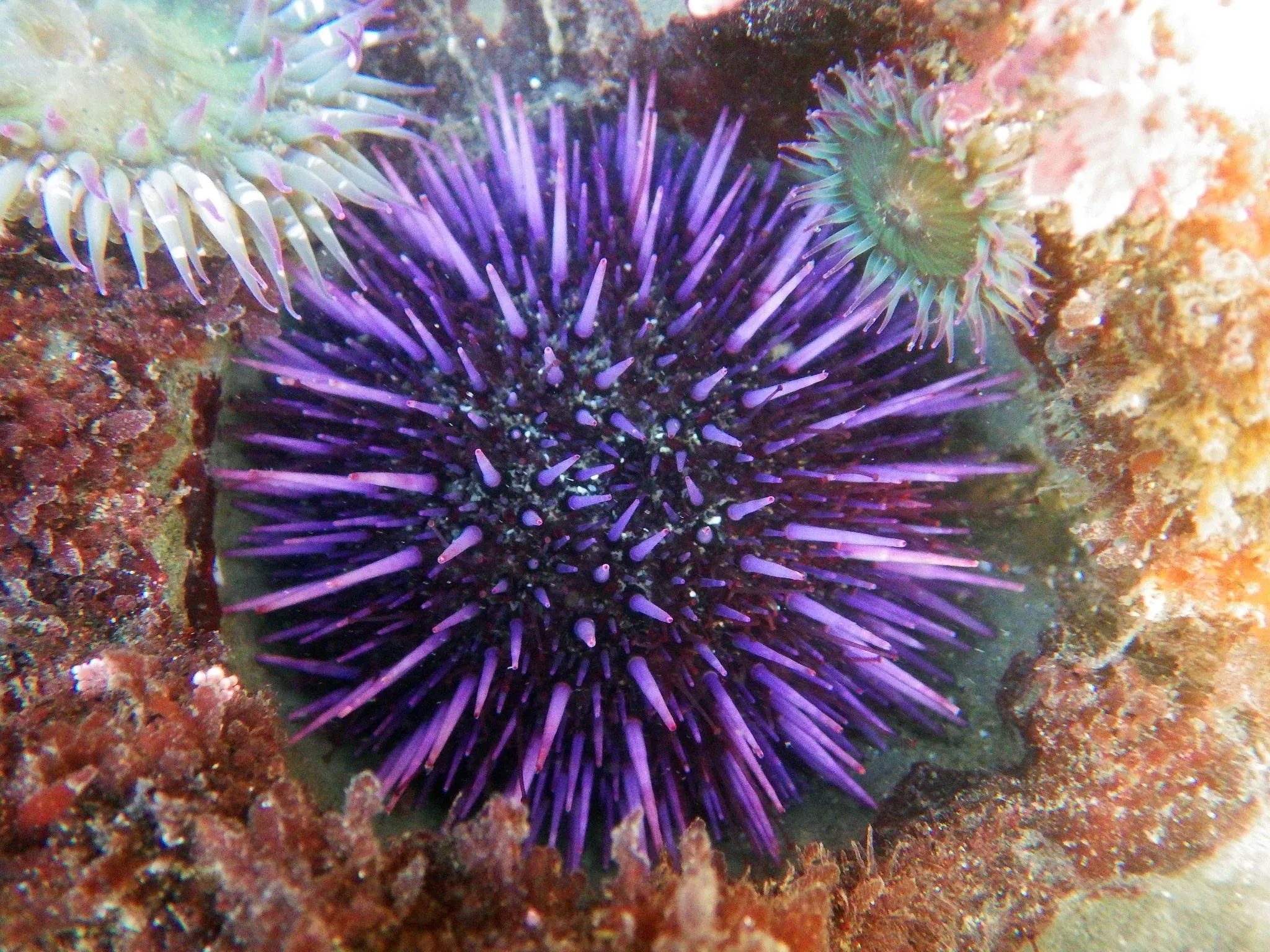 The purple sea urchin, Strongylocentrotus purpuratus. Credit: Donna Pomeroy/Encyclopedia of Life