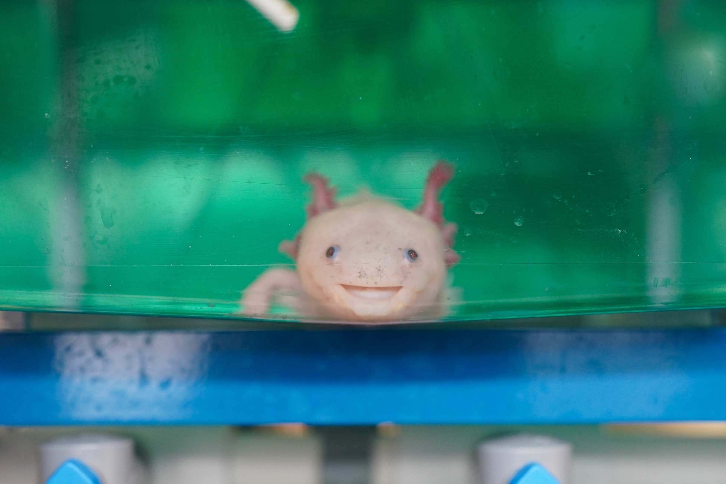 An Axolotl appears to smile at the camera. Credit: Christian Seldon