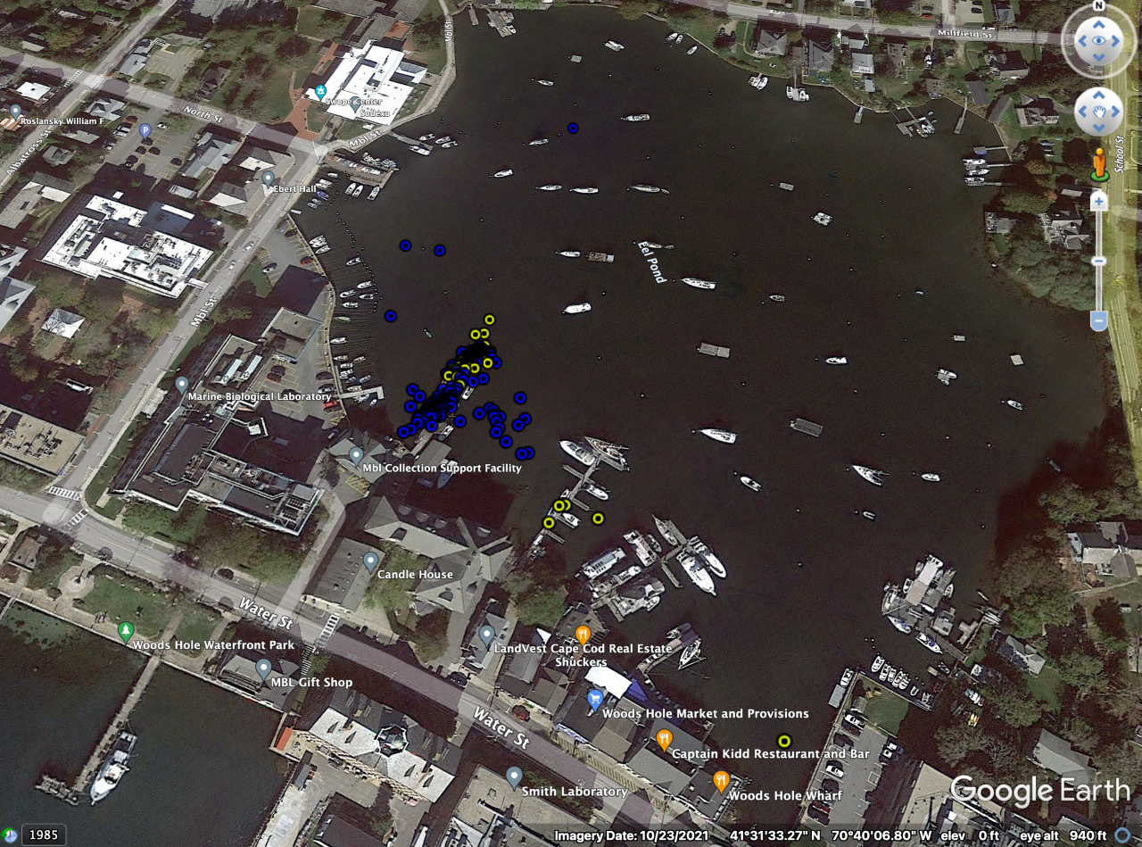 Transmitters on the striped bass allow Prendergast's team to track the location of individual fish every couple minutes. Here, yellow dots show where the fish was in Eel Pond during the day and blue dots show night location. Credit: Brian Prendergast