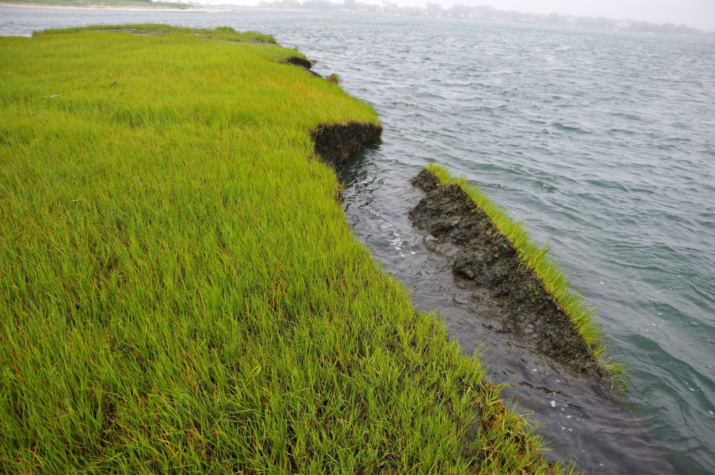 Large chunks of grass and mud are falling into the water on some salt marshes on the Westport River. Credit Chris Neill