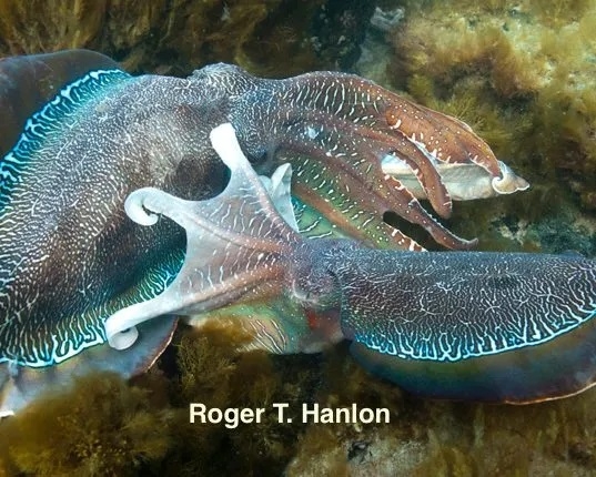 Two male giant Australian cuttlefish (S. apama) fight one another on the spawning grounds in South Australia. Credit: Roger Hanlon