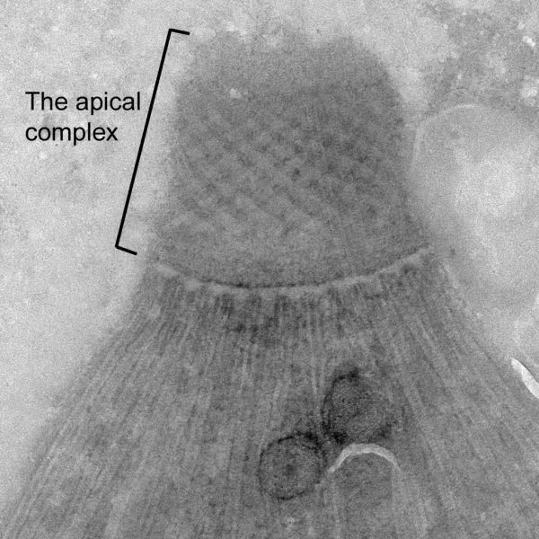 The T. gondii apical complex facilitates invasion into the host cell. Credit: John Murray and Ke Hu