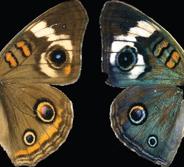 Photo: Wild-type buckeye butterfly (Junonia coenia, left) compared to a mutant with the optix gene deleted (right). Credit: Rachel Thayer, Patel lab