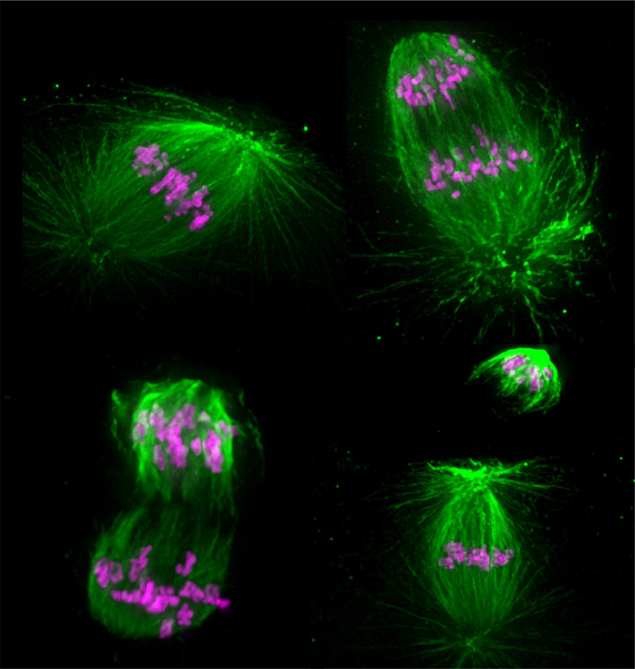 Timecourse of meiotic cell division in a sea star oocyte (egg cell). Green is microtubules, magenta is DNA. Credit: Zak Swartz