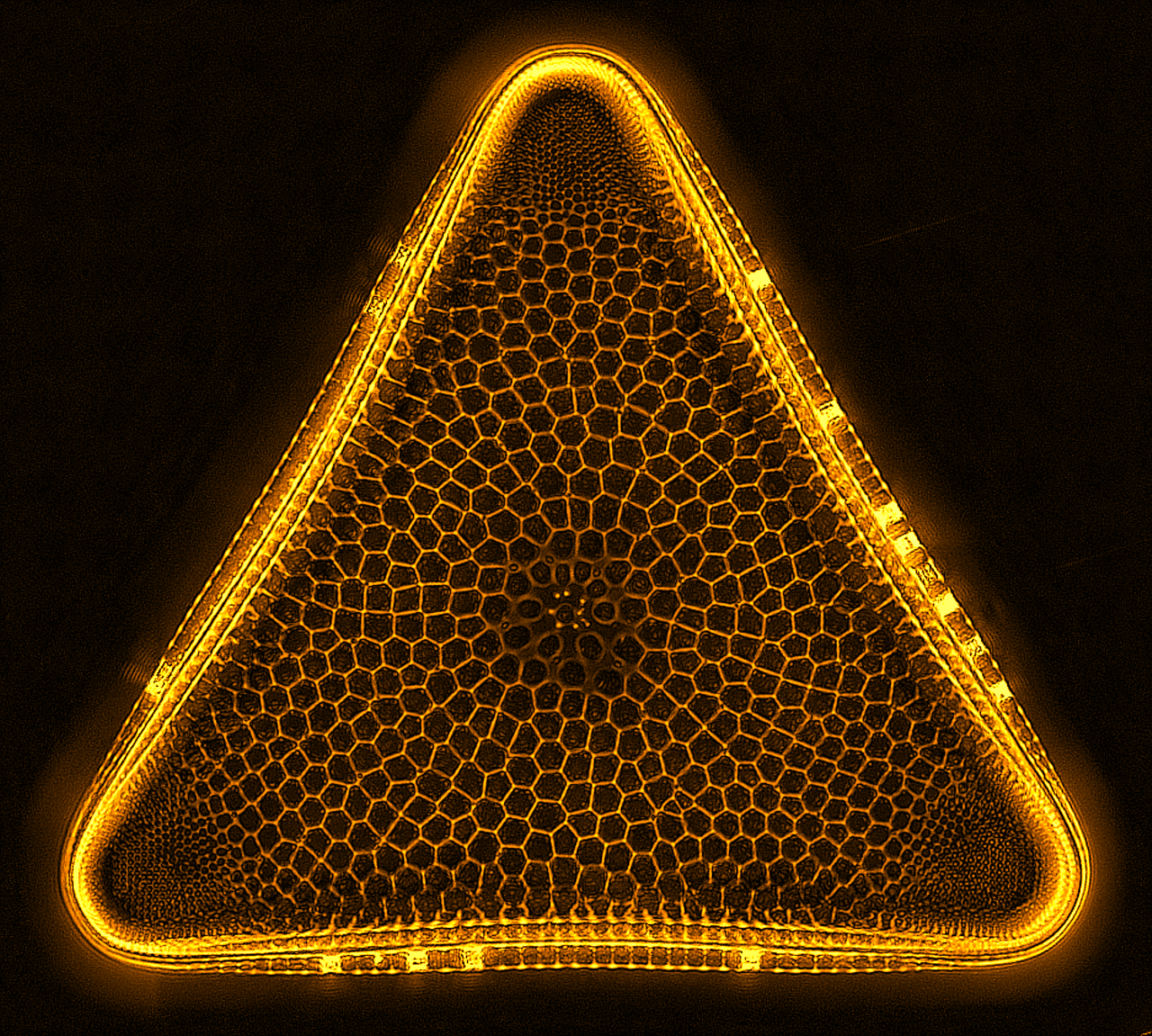 Diatom Trigonium taken on OI DIC microscope 