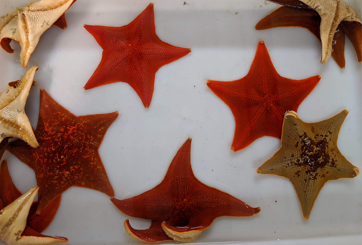 The sea star Patiria miniata