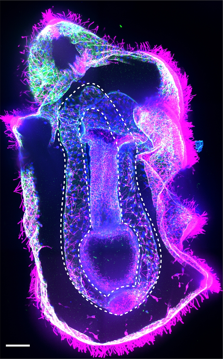 Sea star larva. The hydro-vascular organ is outlined with a white dashed line. Cilia (magenta), Laminin (green) and nuclei (blue). Scale bar 50um.