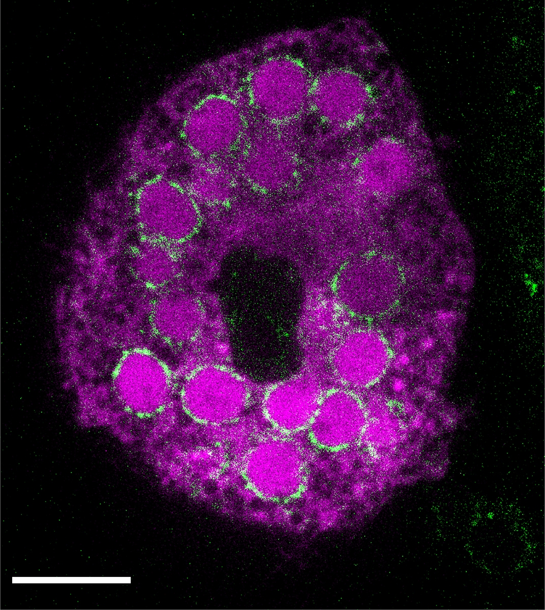 Primordial Germ Cells (PGCs) of the sea star larva. Vasa (green) and Par1 (magenta) show nuclei. Scale bar 10um.