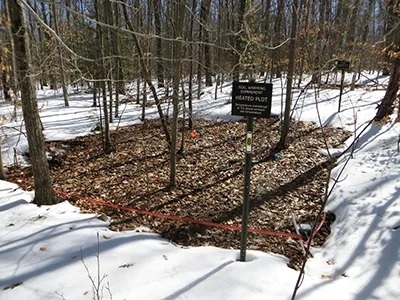 A heated plot at Harvard Forest Long Term Ecological Research site in Petersham, Mass., melts the snow of winter.