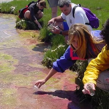 Microbial Diversity students sampling in the marsh.