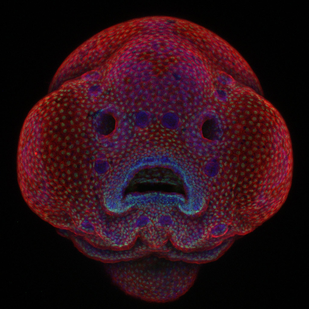 The 2016 first place image by Oscar Ruiz features a zebrafish embryo.