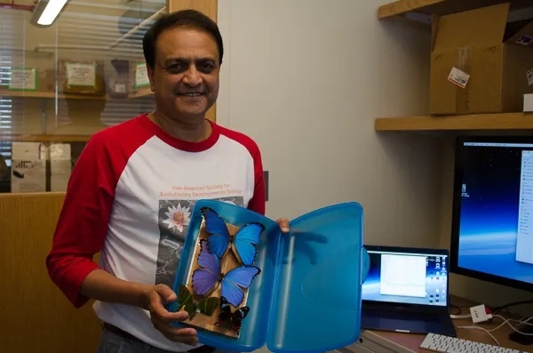 Nipam Patel in the MBL Embryology course with a few butterflies from his collection, including two blue Morpho butterflies that were studied by this year’s students. Credit: Jennifer Tsang