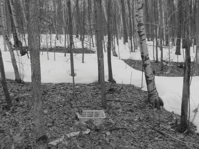 Several snow-free heated plots in late winter at Harvard Forest in Petersham, Mass. Photo: Heidi Lux, Harvard Forest Archives, Harvard University