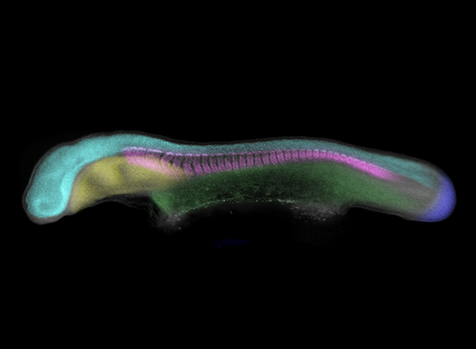 An early skate embryo, with the different embryonic tissues segmented and false-colored for illustrative purposes. 