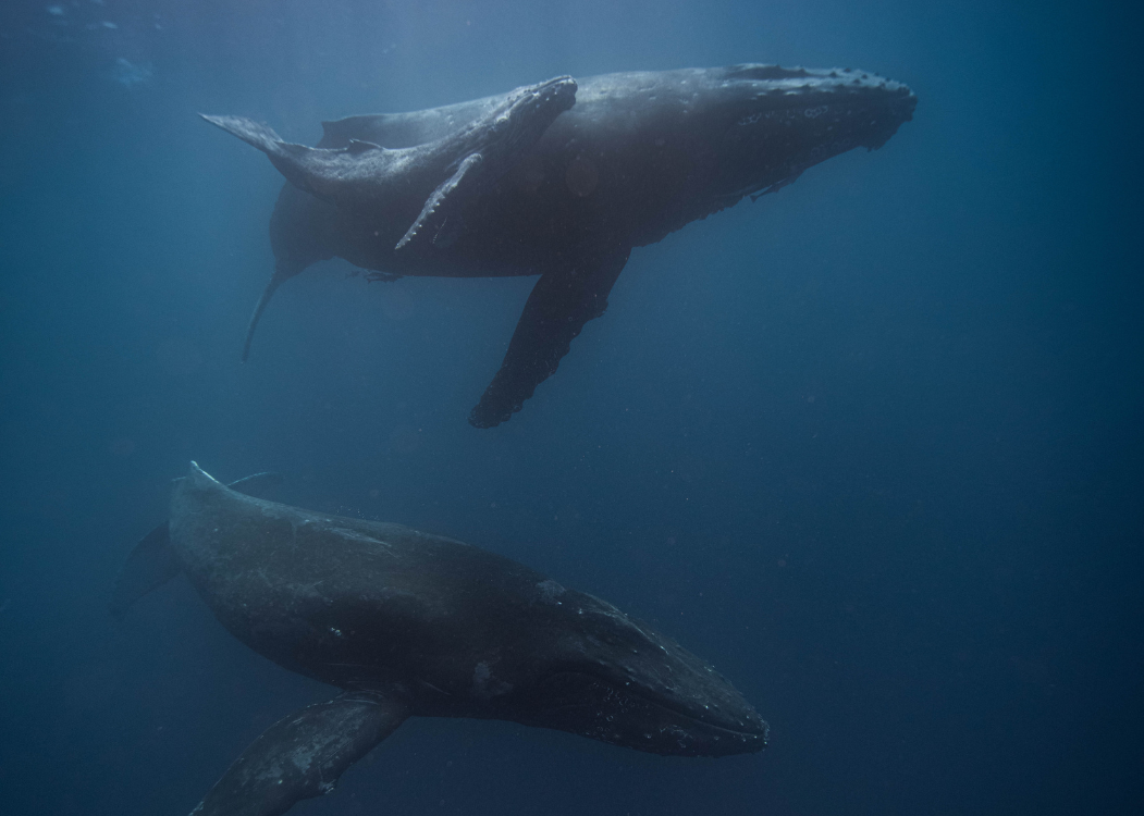 three whales