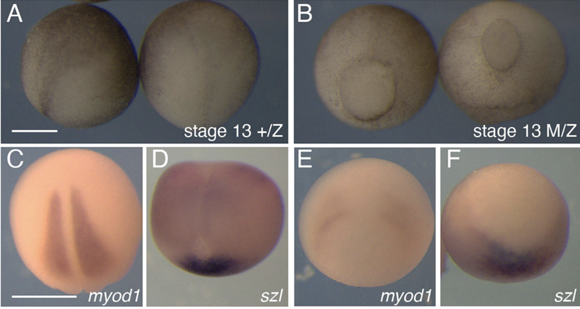 Frog embryos. Figure 4 from Houston et al, Development, 2022