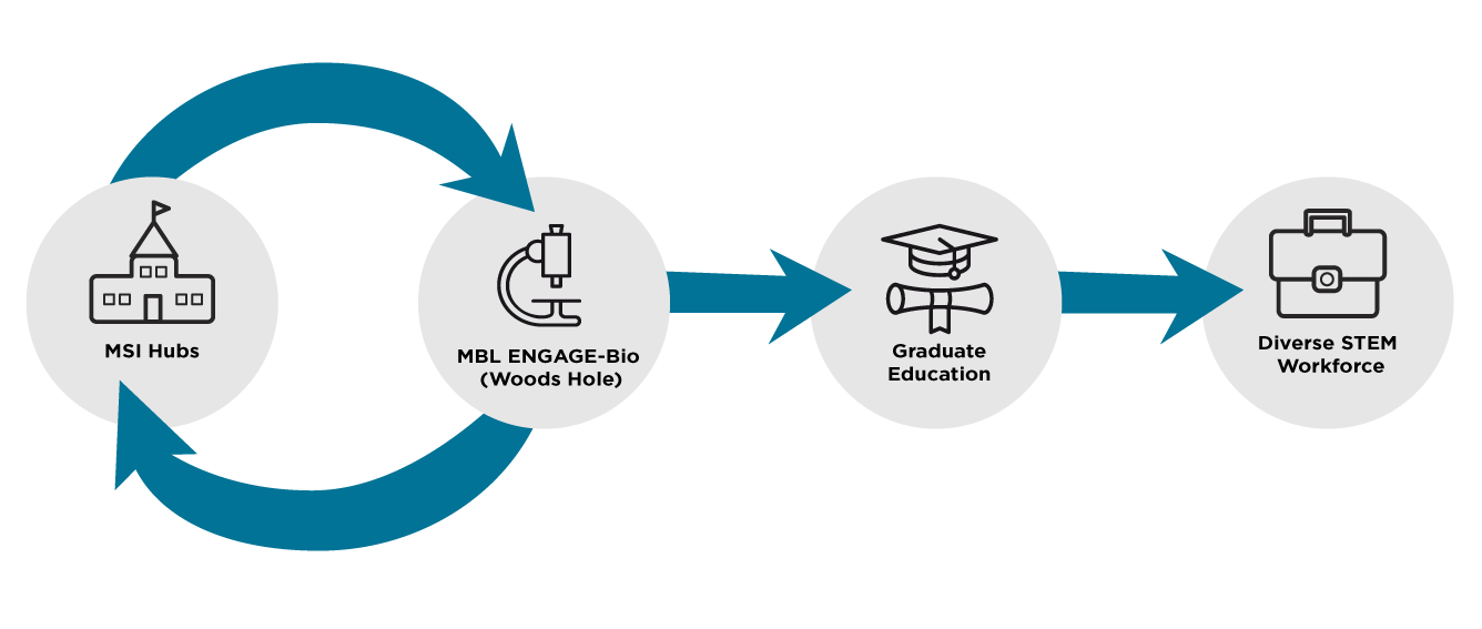 Graphic depicting MSI (minority serving institutions) engagement with MBL program and going on to graduate education and into a diverse STEM workforce.