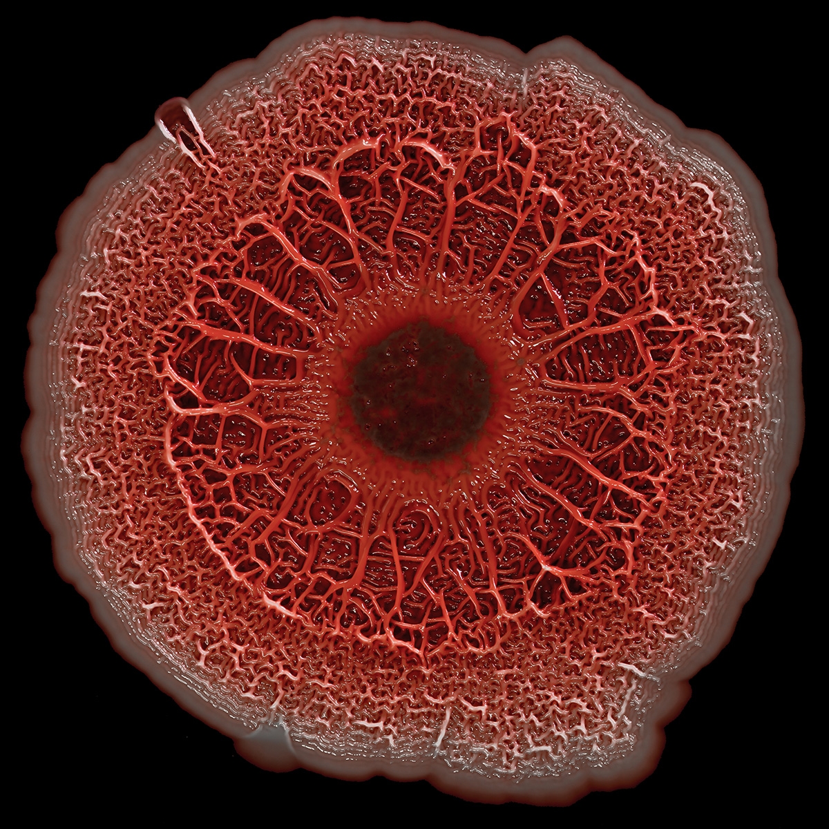 Ultra-high resolution composite image of a bacterial colony biofilm. Photo credit: Scott Chimileski