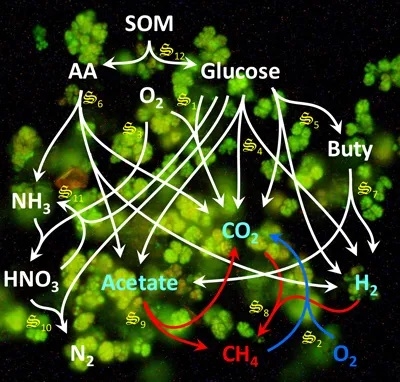 Example of a simplified soil metabolic network model representing the conversion of soil organic matter (SOM) to methane (CH4) or carbon dioxide (CO2) overlaying an image of methanogens stained with SYBR green. Credit: Joe Vallino and Zoe Cardon