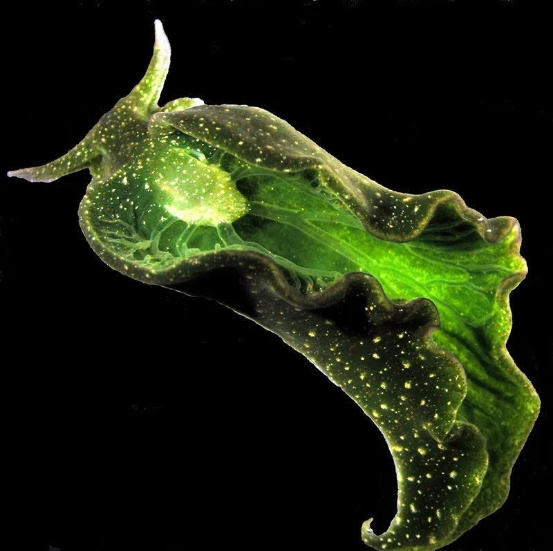 The sea slug Elysia chlorotica "steals" chloroplasts from the algae it eats and uses them to conduct photosynthesis. Credit: Patrick Krug