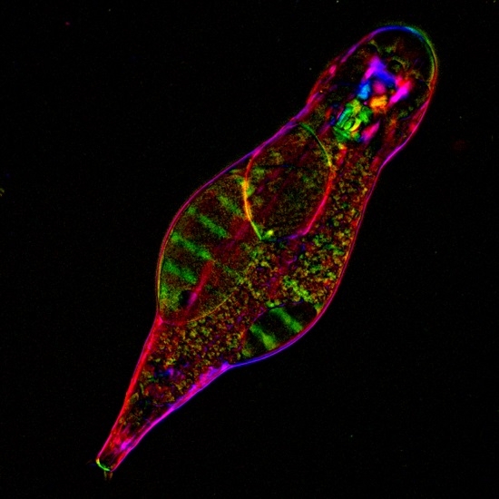 Bdelloid rotifer Adineta vaga under polychromatic polarization microscope. Credit: M.Shribak, I. Arkhipova