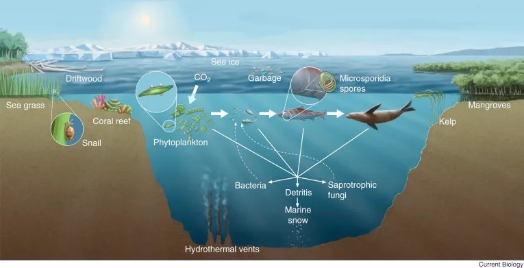 Diversity of marine fungal habitats and the ecological roles of marine fungi (Fig. 1).