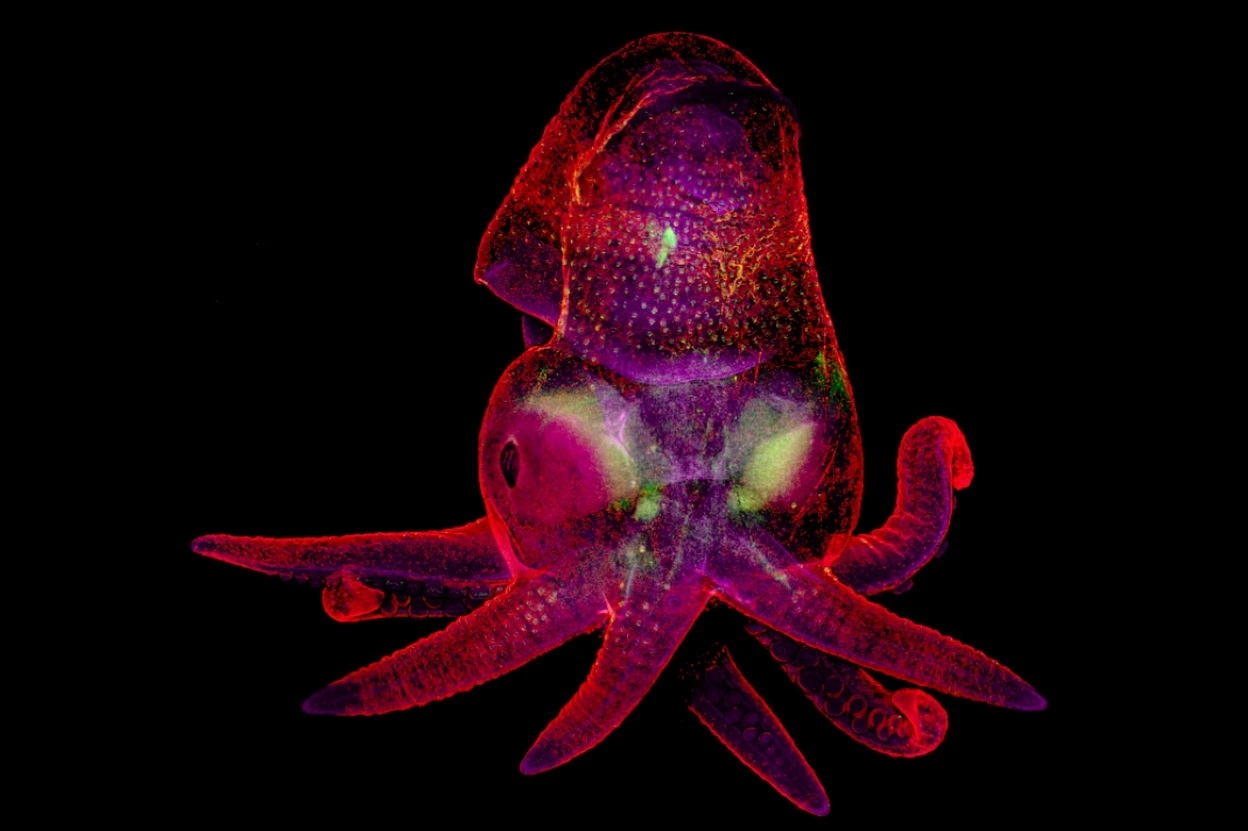 A microscope image of a California two-spot octopus (Octopus bimaculoides) embryo