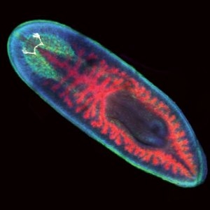 Nervous system of the planarian, one of many regenerative organisms studied at MBL since the early 1900s. Credit: 2013 MBL Embryology course 