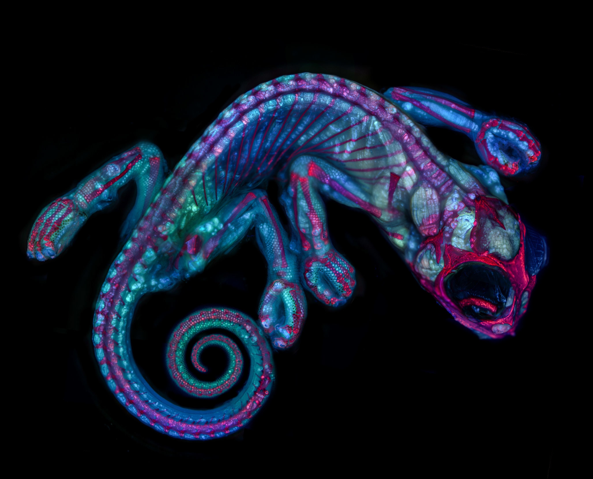 Chameleon embryo. Credit: Teresa Zogoda