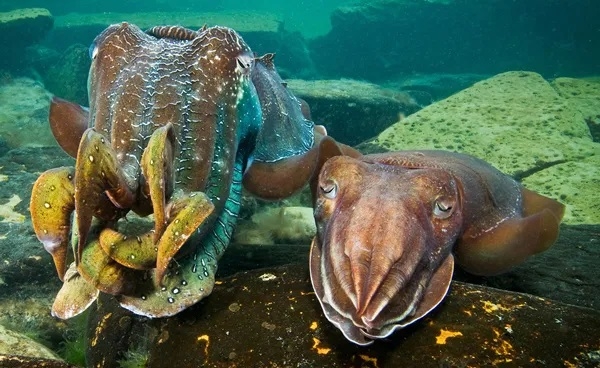 A male giant Australian cuttlefish, Sepia apama, (on left) mate guarding a female cuttlefish. Photo credit: Alistair Merrifield