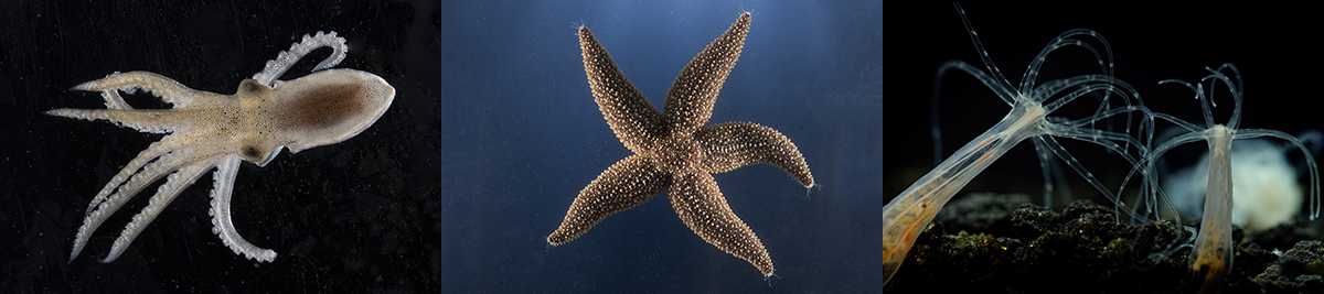 Composite image of octopus, starfish and sea anemone